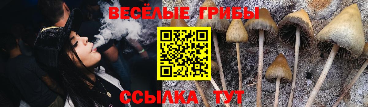Псилоцибиновые грибы Psilocybe Петропавловск-Камчатский